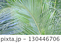 Palm leaves swaying in the wind (close-up) 130446706