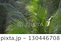 Palm leaves swaying in the wind (close-up) 130446708