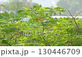 Indonesian Phoenix tree with green leaves and red flowers swaying in the wind 130446709