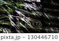 Palm leaves swaying through the blinds 130446710