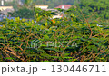 Green leaves of Indonesian Phoenix tree swaying in the wind 130446711