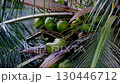 Coconut trees and swaying leaves 130446712