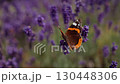 Red admiral butterfly gracefully flying and delicately landing on vibrant purple lavender blossoms, capturing serene natural beauty within sunlit summer meadow landscape. Red admiral sits on lavender 130448306