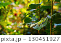 Young grasshopper insect eating by gnawing leaf of rose bush from middle, creating hole and expanding at edges. Background is yellow, orange, green with blurred elements of flower garden 130451927