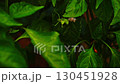 A young specimen of a green mantis with its abdomen raised up watches flying flying insect look like a fly-like imitating bee with its front grasping paws pressed to itself, ready to attack, hunting 130451928
