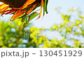 An adult green mantis sits on the hanging head of a sunflower against a light sky and a blurred yellow, greenish background with a bokeh effect from foliage of trees. The insect moves its mandibles 130451929