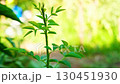 Young green stem with branch, leaves, petioles of rosehip or rose bush plant on background blurred yellow, green background with empty copy space. Gardening, flowerbed, horticulture planting 130451930