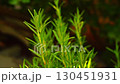Branches of a rosemary plant bush with young green leaves against a dark blurred background in the sunset yellow warm light sway in the wind. Vegetable garden, decoration, food ingredients, seasoning 130451931