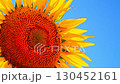Large head of orange flower of sunflower basket of sunflower plant against background of clear blue sky sways slightly in wind on sunny summer. Ripening of seeds of agricultural crops after flowering 130452161