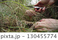 Hands of a mushroom picker cut off an edible old mushroom - a boletus - Leccinum scabrum in dry grass. A delicious delicacy growing in the forest. Forest organic vegetarian food. Foraging in the wild. 130455774