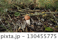 Aspen mushroom, in the autumn forest. Mushroom picking season. Red-orange cap on white stem grows in dry foliage. Leccinum aurantiacum against the background of aspen leaves, branches, pine needles. 130455775