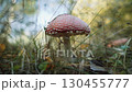 Amanita red - dangerous poisonous inedible mushroom. Red mushroom close-up. Fly agaric - insecticide against flies. Lamellar cap-stem mushroom growing in forest clearings. Biological diversity. 130455777