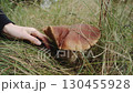 Mushroom picker's hands cut an edible old mushroom, boletus edulis growing in dry grass of autumn forest with knife. Boletus with brown cap on thick white stem grows in forest. Vegetarian food. 130455928