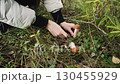 Hands of mushroom picker cut off growing aspen mushroom with knife and put it on grass. Season for picking edible mushrooms in autumn. Leccinum aurantiacum against background of aspen leaves, branches 130455929