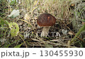 Mushroom picker's hands cut edible mushroom, penny bun, porcino, boletus edulis growing in autumn forest with knife. Close-up. Mushroom hunting. A boletus with brown cap on high white stem. Delicacy. 130455930