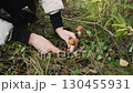 Mushroom picking. Close-up of mushroom picker's hands cutting red Leccinum mushroom with knife in autumn forest. Redhead aspen's mushroom with red cap on thick stem. Active recreation in nature. 130455931
