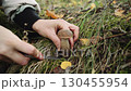 Mushroom picker cuts off edible mushroom - Leccinum scabrum - boletus in autumn forest, cleans stem from foliage. Close-up. Tasty delicacy growing in forest. Organic vegetarian food. Gathering in wild 130455954