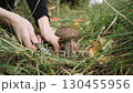 Mushroom picker cuts off edible mushroom he found - birch bolete in autumn forest, cleans stem from foliage and puts it in grass. Close-up. Delicacy growing in forest. Forest organic vegetarian food. 130455956