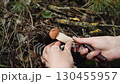 Mushroom picking season. Hands of a mushroom picker cutting edible aspen mushroom growing in the forest. Close-up. Red-orange cap of Leccinum aurantiacum mushroom on a white stem. 130455957