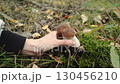 Mushroom picker pulls paired boletus mushroom, penny bun, porcino out of moss by roots. Edible mushroom picking season in forest. Boletus with brown cap on thick stem. Organic food grows in forest. 130456210