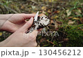 Mushroom picker cleans root of paired porcino, boletus edulis found in forest with knife. Hands of mushroom picker close-up. Season of collecting edible mushrooms in autumn period. Mushroom hunting. 130456212