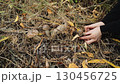 Mushroom picker found group of edible boletus mushrooms grown on mycelium, cuts them with knife and puts them in grass. Close-up of mushroom picking. Organic food, protein grows in autumn forest. 130456725