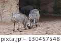 Common warthogs fighting and pushing each other on 130457548