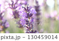 Lavender Flowers Field Bloom: Close-up image showcasing vibrant purple lavender flowers in a field, likely during summer, emphasizing their beauty. 130459014