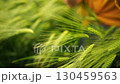 Hands Wheat Field Inspection: Examining Barley Growth, Summer Harvest Assessment 130459563