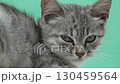 Cat Kitten Portrait Green Background Closeup - A cute gray kitten with green eyes is looking directly at the camera. The background is a solid light green color. The photo is a close-up shot. 130459564