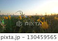 Field of wild tulips with a yellow flower in the foreground against the background of the sky 130459565
