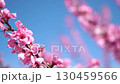 Peach Blossoms Spring Flowers Nature - A close-up shot of delicate pink peach blossoms against a bright blue sky. 130459566