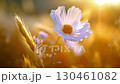 Delicate white cosmos flower, wheat ears swaying softly in golden sunset glow across pastoral field landscape 130461082