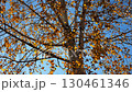 View to tree top of birch with brown leaves at sunny autumn day. Branches with lush foliage gently swaying in wind at parkland. Beautiful colorful fall season. Slow motion 130461346