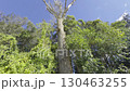A large dead tree surrounded by lush foliage in a forest 130463255