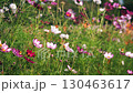 Colorful flowers sway gently in a summer breeze, creating a lively and cheerful atmosphere in a garden bursting with life. 130463617