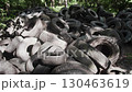 Illegal dumping of tires in the forest 130463619