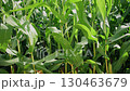 Waves of green corn plants dance gently in the warm breeze as the sun shines brightly. The lush field stretches endlessly, highlighting the abundance of summer crops in the serene landscape. 130463679