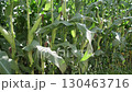 Green corn plants stand tall and healthy in a vibrant field, their ears visible among the leaves. The midday sun highlights the lush vegetation, showcasing growth and abundance. 130463716