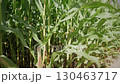 Lush cornfield displays tall green plants under bright sunlight during summer. The leaves sway softly, creating a tranquil and refreshing agricultural atmosphere. 130463717