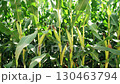 A vibrant and lush cornfield in full growth, showcasing ripe corn eagerly waiting for harvest beneath bright sunlight 130463794