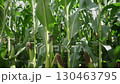Tall corn plants sway gently in the sunlight, showcasing lush green leaves and developing ears. This lively agricultural landscape highlights the healthy growth of crops during a warm summer day. 130463795