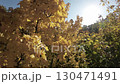 Immer se yourself in the mesmerizing beauty of autumn with this captivating video. Join us on a tranquil stroll through a park adorned with the vibrant hues of fall foliage. The rustling leaves 130471491