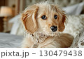 Cute miniature dachshund puppy 130479438