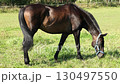 Black and brown horses graze in the pasture.  130497550
