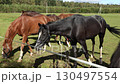 Black and brown horses graze in the pasture.  130497554