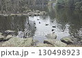 Ducks paddling around a small island at Central Gardens Nature Reserve 130498923