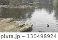 Ducks paddling around a small island at Central Gardens Nature Reserve 130498924