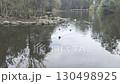 Ducks paddling around a small island at Central Gardens Nature Reserve 130498925