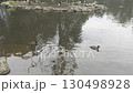 Ducks paddling near a small island at Central Gardens Nature Reserve 130498928